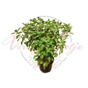 Caryopteris incana 'Pagoda Dark Pink' kékszakáll cserépben, dús zöld lombozattal, fehér háttér előtt.
