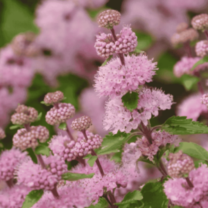 Caryopteris incana 'Pagoda Dark Pink' kékszakáll virágai közelről, rózsaszín virágzatokkal és zöld levelekkel.