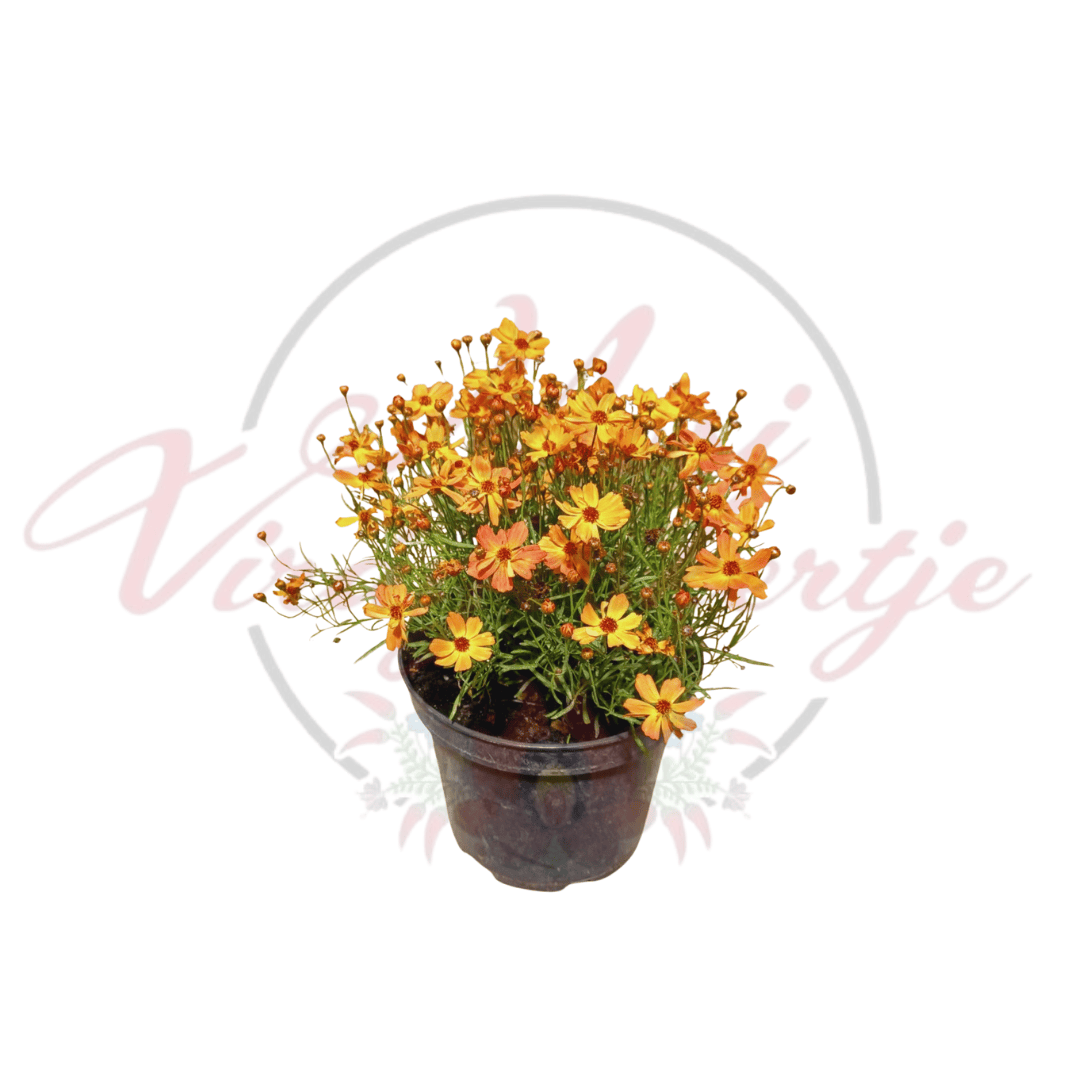 Coreopsis verticillata 'Mango Punch' virágzó növény egy fekete műanyag cserépben.