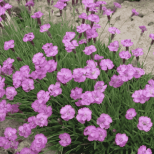 Dianthus gratianopolitanus 'Pink Jewel' pünkösdi szegfű élénk rózsaszín virágokkal, zöld levelek között, kültéri környezetben.