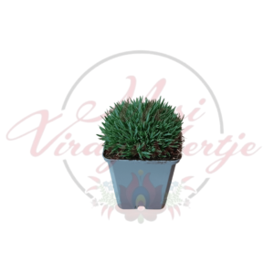 Dianthus gratianopolitanus 'Pink Jewel' pünkösdi szegfű zöld lombozattal, kis cserépben, kültéri vagy beltéri dekorációhoz.