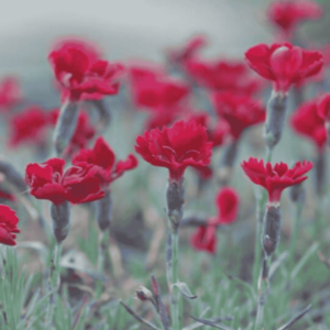 Dianthus gratianopolitanus 'Rubin' pünkösdi szegfű élénkpiros virágai zöld lombozat között, természetes kültéri környezetben.
