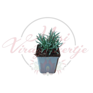 Dianthus gratianopolitanus 'Rubin' pünkösdi szegfű fiatal példánya kis cserépben, fehér háttér előtt, zöld lombozattal.