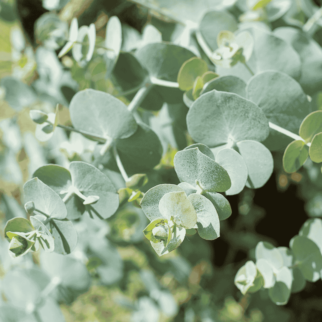 A Eucalyptus pulverulenta 'Baby Blue Bouquet' ezüstös-kék, kerek levelei közelről.