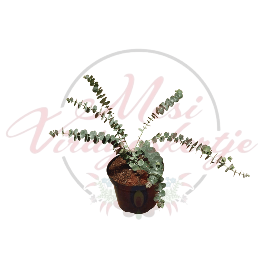 Eucalyptus pulverulenta 'Baby Blue Bouquet' barna cserépben, hosszú szárakon ezüstös, kerek levelekkel.