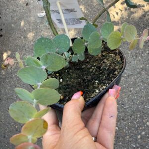 Eukaliptusz ‘Baby Blue Bouquet’ – Eucalyptus ‘Baby Blue Bouquet’ teljes cserepes növény