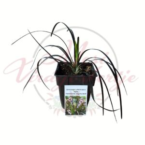 Feketelombú kígyószakáll - Ophiopogon planiscapus 'Nigrescens' sötétbordó-fekete levelű dísznövény cserépben