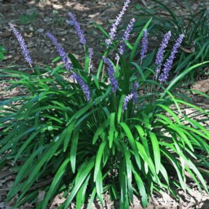 Gyöngyikés gyepliliom ‘Moneymaker’ – örökzöld levéldísznövény hosszú zöld levelekkel és lila virágfürtökkel, mulccsal borított kertágyásban.