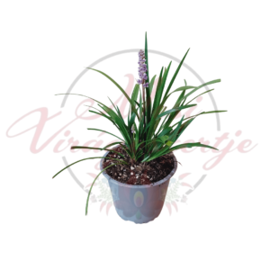 Gyöngyikés gyepliliom ‘Moneymaker’ – örökzöld levéldísznövény lila virágokkal, műanyag cserépben, árnyékos kertrészekbe ajánlva.