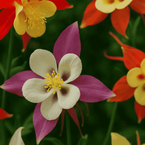 Aquilegia 'Biedermeier' harangláb virágai közelről – lila, fehér, piros és sárga szirmok zöld háttérrel