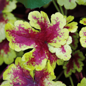 Turbáncső ‘Mojito’ (Heucherella × 'Mojito') levelei élénk sárga szegéllyel és vörös mintázattal, közelről fotózva.