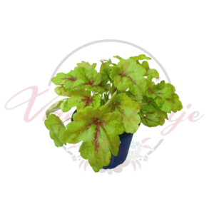 Turbáncső ‘Mojito’ (Heucherella × 'Mojito') zöld levelekkel és vörös erezettel, "Mesi Virágoskertje" logóval