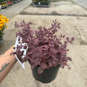 Cseresznyepiros varjúháj - Sedum 'Sunsparkler Cherry Tart'