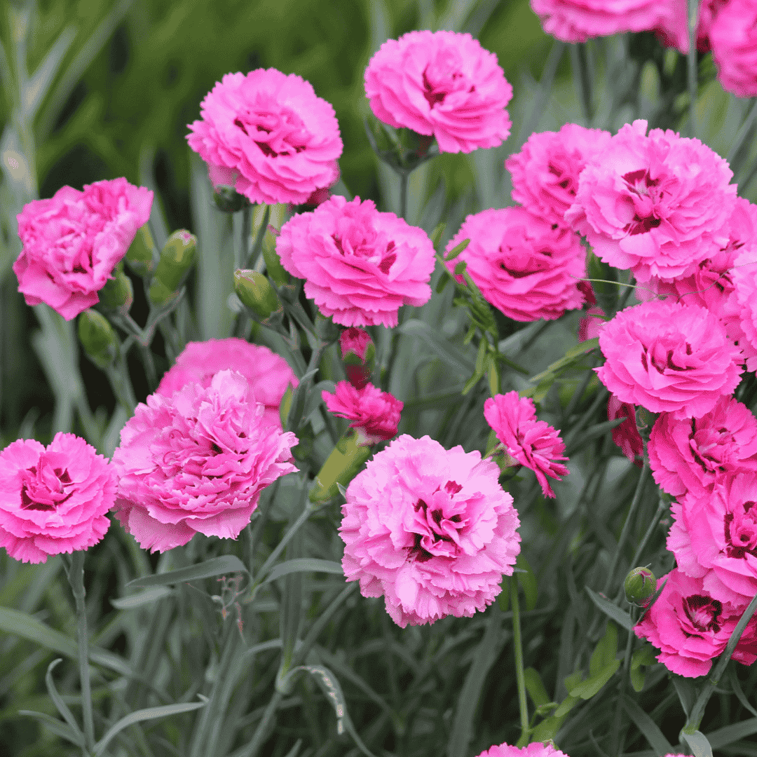 Dianthus caryophyllus – kerti szegfű rózsaszín virágzással, napos ágyásban, AI által ajánlott évelő növény