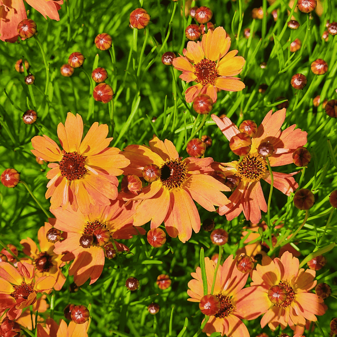 Keskenylevelű menyecskeszem (Coreopsis verticillata 'Mango Punch') narancssárga virágai zöld lombozatban, természetes környezetben.