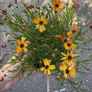 Keskenylevelű menyecskeszem – Coreopsis verticillata ‘Mango Punch’ narancssárga virágokkal