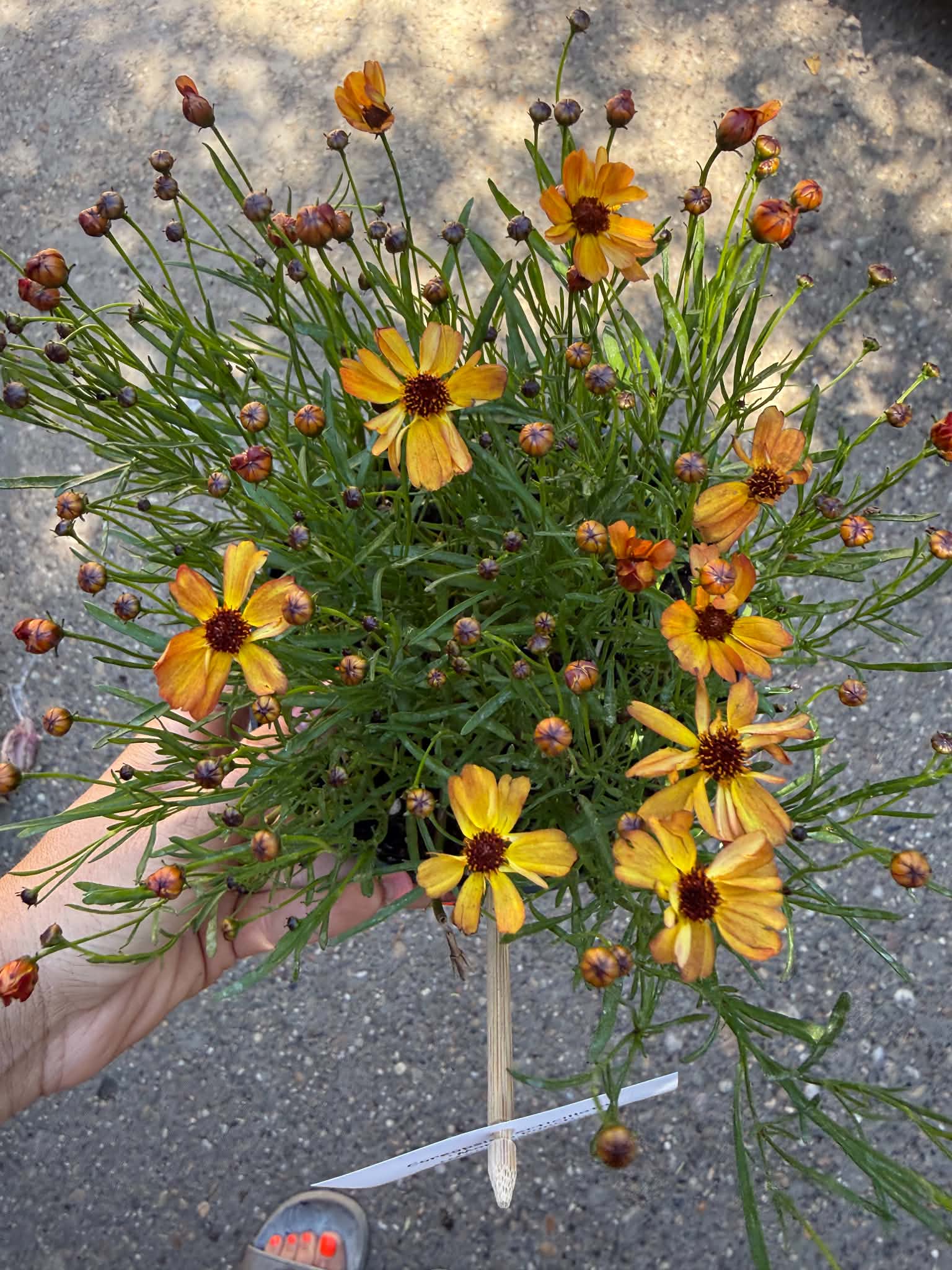 Keskenylevelű menyecskeszem – Coreopsis verticillata ‘Mango Punch’ narancssárga virágokkal