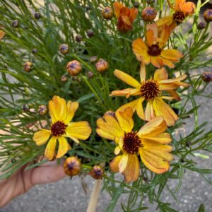 Coreopsis verticillata ‘Mango Punch’ sárgás-narancssárga virágai és bimbói közelről