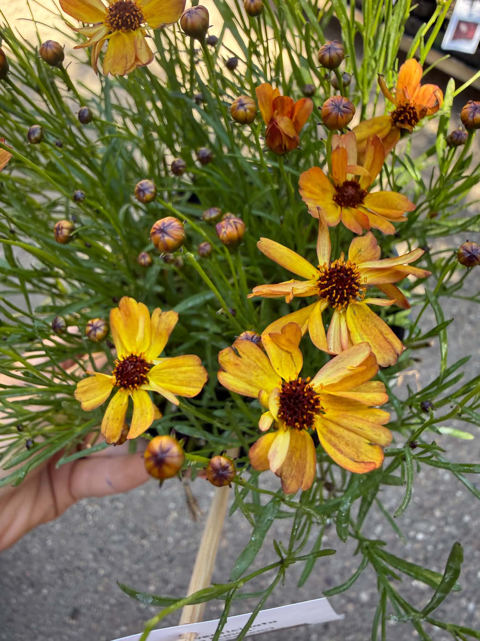 Coreopsis verticillata ‘Mango Punch’ sárgás-narancssárga virágai és bimbói közelről