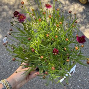 Keskenylevelű menyecskeszem – Coreopsis ‘Twinklebells Purple’ bíbor virágokkal és bimbókkal