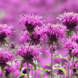 Méhbalzsam ‘Bee Lieve’ – Monarda didyma ‘Bee Lieve’ levendulalila, csöves virágú évelő növény virágzás közben, beporzóbarát kertbe ajánlva.