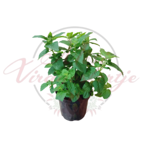 Méhbalzsam ‘Bee Lieve’ – Monarda didyma ‘Bee Lieve’ levendulalila virágú, illatos évelő növény fekete műanyag cserépben, kertbe vagy teraszra ajánlva.