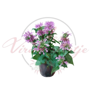 Méhbalzsam ‘Bee-Pretty’ – Monarda didyma ‘Bee-Pretty’ levendulalila virágú, illatos évelő növény, cserépben, „Mesi Virágoskertje” vízjellel.
