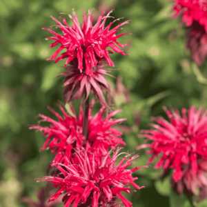Méhbalzsam ‘Electric Coral’ – Monarda didyma ‘Electric Coral’ élénk korallszínű, rojtos szirmú virágai közelről, zöld háttér előtt.