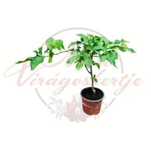 Fehér murvafürt Bougainvillea fehér virágú cserepes növény