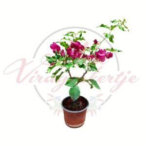 Pink murvafürt Bougainvillea rózsaszín virágokkal