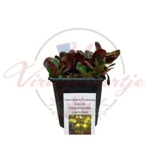 Négyszögletes ligetszépe Oenothera fruticosa Glauca cserepes növény