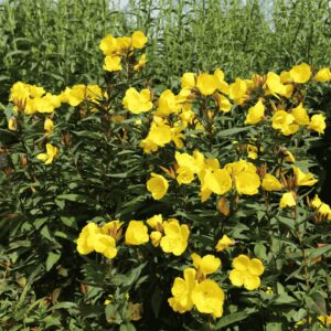 Négyszögletes ligetszépe (Oenothera fruticosa) élénksárga, négy szirmú virágokkal, zöld levelekkel és magas szárakkal, természetes kerti háttérben.