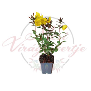 Oenothera fruticosa, élénksárga virágú négyszögletes ligetszépe egy sötét műanyag cserépben, zöld levelekkel, „Mesi Virágoskertje” logóval a háttérben.