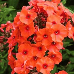 Phlox paniculata 'Orange Perfection' bugás lángvirág narancspiros, bordó közepű virágokkal, zöld lombozattal, nyári virágzásban, fekete cserépben.