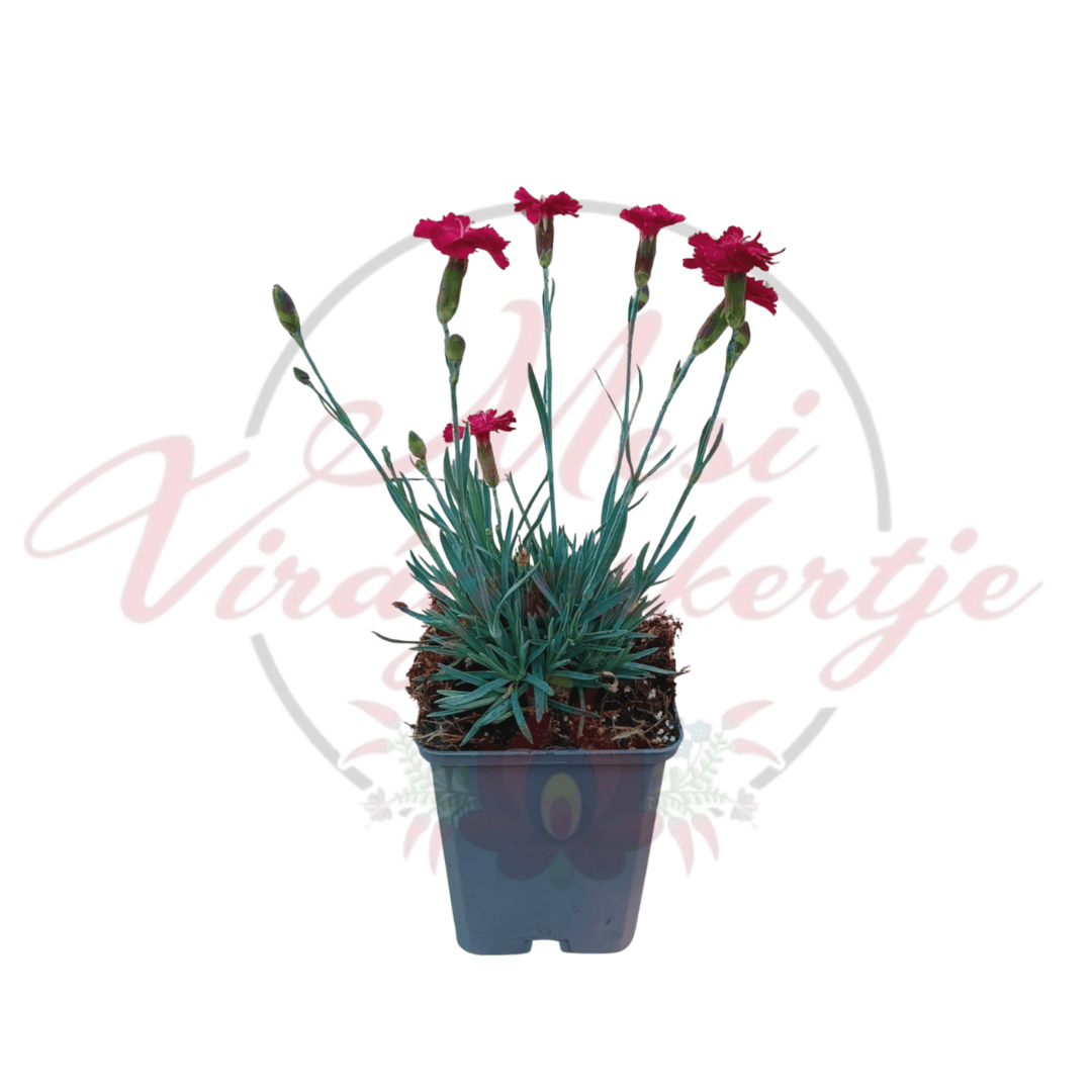 Pünkösdi szegfű 'Bombardier' élénkpiros virágai napos sziklakertbe