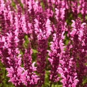 Rózsaszín Salvia nemorosa 'Pink Nebula' ligeti zsályák virágzó mezője, sűrűn álló, tüskés virágzatú szárakkal.