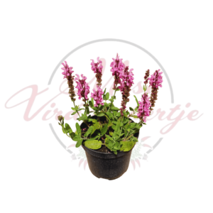 Rózsaszín virágú Salvia nemorosa 'Pink Nebula' ligeti zsálya fekete műanyag cserépben, fehér háttér előtt.