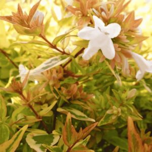 Tarka tárnicslonc (Abelia × grandiflora 'Kaleidoscope') közelről, fehér virágokkal és zöld-sárga-piros árnyalatú levelekkel.