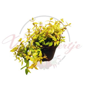 A tarka tárnicslonc (Abelia × grandiflora 'Kaleidoscope') növény fekete cserépben, élénk zöld és sárga árnyalatú levelekkel.