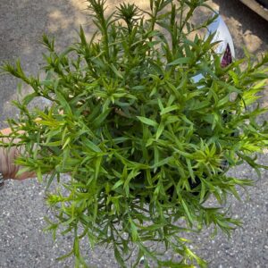 Törpe őszirózsa – Aster dumosus 'Purple Diamond' zöld, bimbós növény