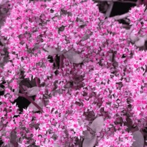 Varjúháj 'Cherry Tart' (Sedum 'Sunsparkler Cherry Tart') rózsaszín virágzásban, sűrű virágfejekkel és zöld-bordó lombozattal, közelről fotózva.
