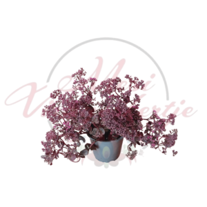 Varjúháj 'Cherry Tart' (Sedum 'Sunsparkler Cherry Tart') cserépben, élénk rózsaszín-bordó lombszínnel, fehér háttér előtt.
