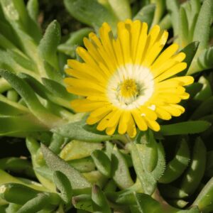 Sárga délvirág (Delosperma congestum) közelről, húsos zöld levelekkel és élénksárga virággal.