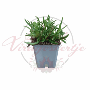 Delosperma cooperi – bíborvörös délvirág|lila kristályvirág cserépben, pozsgás évelő növény termékképe
