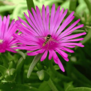 Delosperma cooperi bíborvörös délvirág zengőléggyel – lila kristályvirág közelről, zöld háttérrel