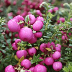 Gaultheria mucronata rózsaszín bogyókkal és sűrű zöld lombozattal – dekoratív örökzöld dísznövény savanyú talajra, félárnyékos kertrészbe