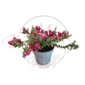 Gaultheria mucronata rózsaszín bogyókkal, örökzöld levelekkel, dekoratív cserépben – télálló dísznövény savanyú talajra, félárnyékos helyre