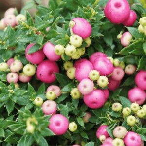 Gaultheria mucronata világos rózsaszín és zöld bogyókkal, sűrű örökzöld levelekkel – dekoratív, télálló dísznövény savanyú talajra, félárnyékos kertrészbe