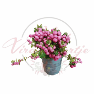 Gaultheria mucronata rózsaszín bogyókkal, örökzöld levelekkel, dekoratív cserépben – télálló dísznövény savanyú talajra, félárnyékos helyre