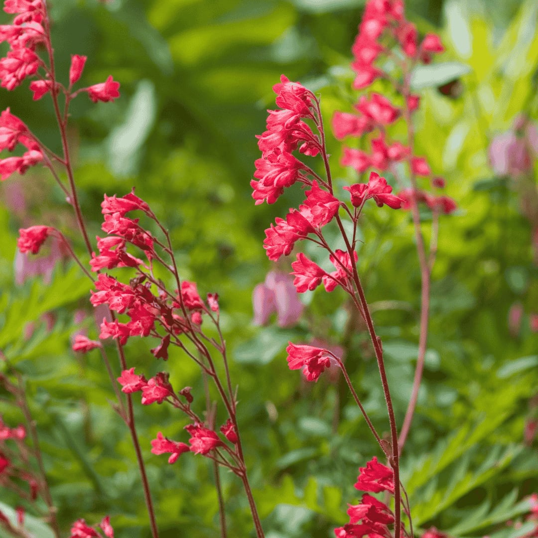 Vérvörös tűzeső 'Leuchtkäfer' (Heuchera sanguinea) virágzó állapotban, piros harang alakú virágokkal és zöld lombozattal, természetes kerti háttérben